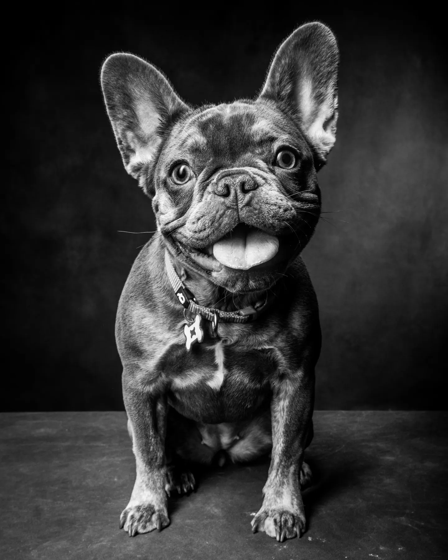 Boston terrier at his pet photoshoot at Richard hil studio, dallas.